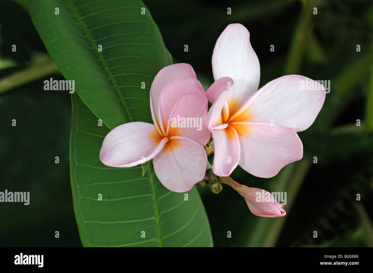 Comune di frangipani (Plumeria rubra), fiori Foto Stock