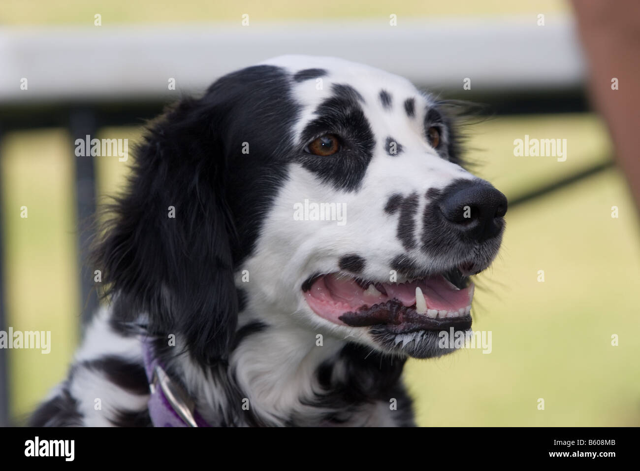 Ritratto di un lungo pelo bianco e nero croce dalmata cane ansimante Foto  stock - Alamy
