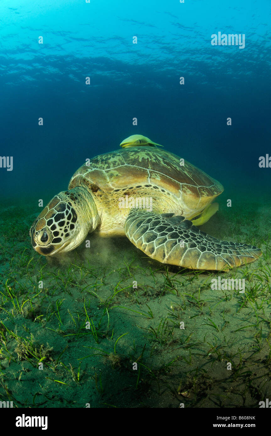 Chelonia Mydas Echeneis naucrates seaturtle verde e Sharksucker, Mar Rosso Foto Stock