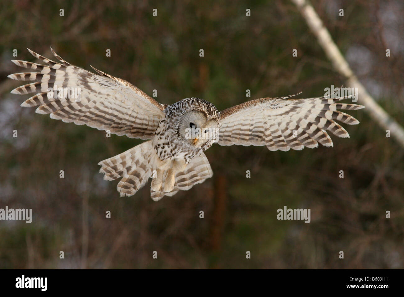 Ural allocco (Strix uralensis) caccia. Foto Stock