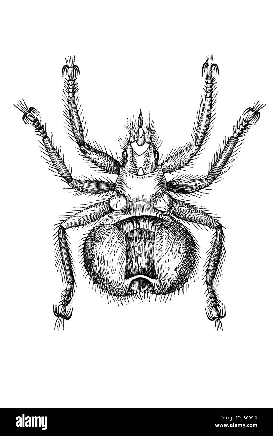 Hippoboscidae pidocchio vola keds obbligherà i parassiti dei mammiferi e uccelli succhiare il sangue dei parassiti Foto Stock