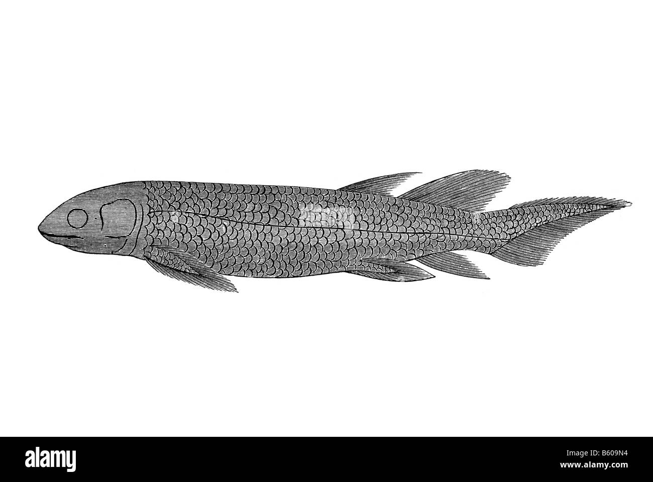 Lungfish Dipterus valenciennesi pesci fossili Foto Stock