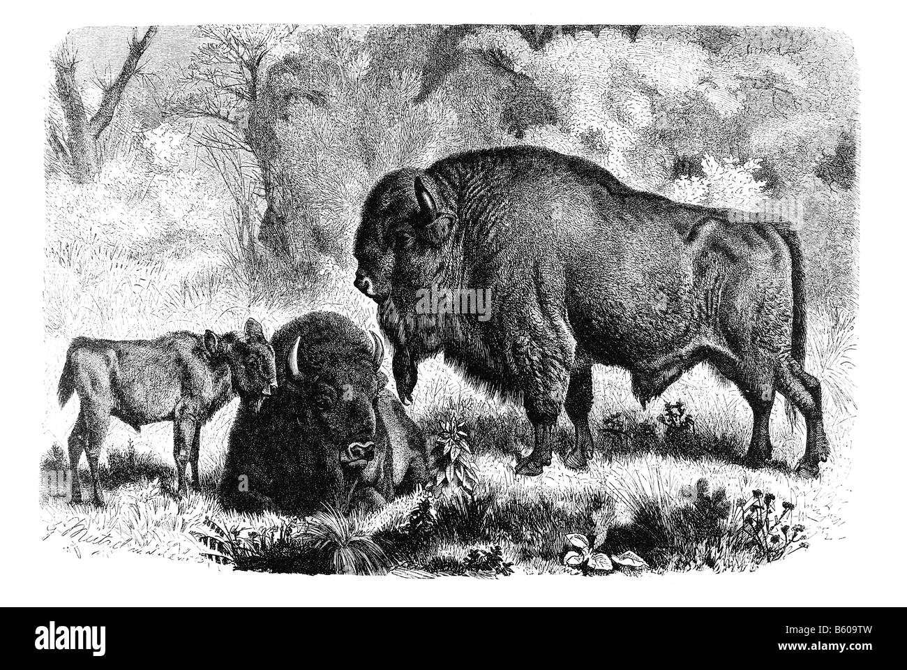 Il bisonte europeo Bison bison bonasus specie e la più pesante sopravvivere animali terrestri in Europa Foto Stock
