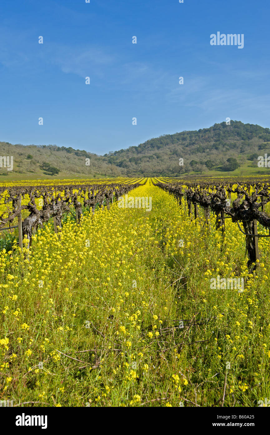 La senape crescente tra i vitigni in Napa California Foto Stock
