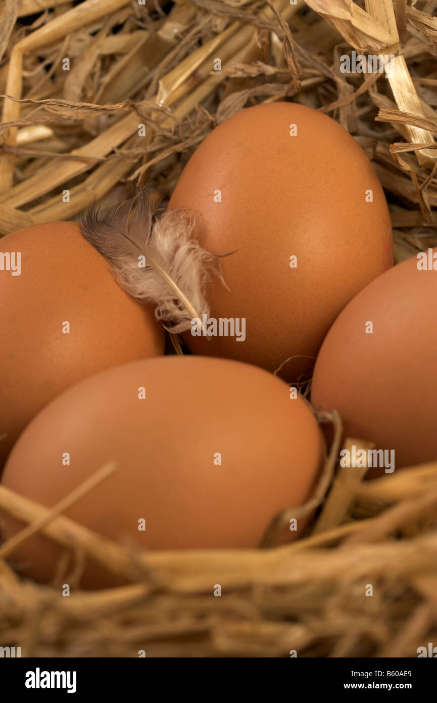 Uova nel nido di paglia Foto Stock