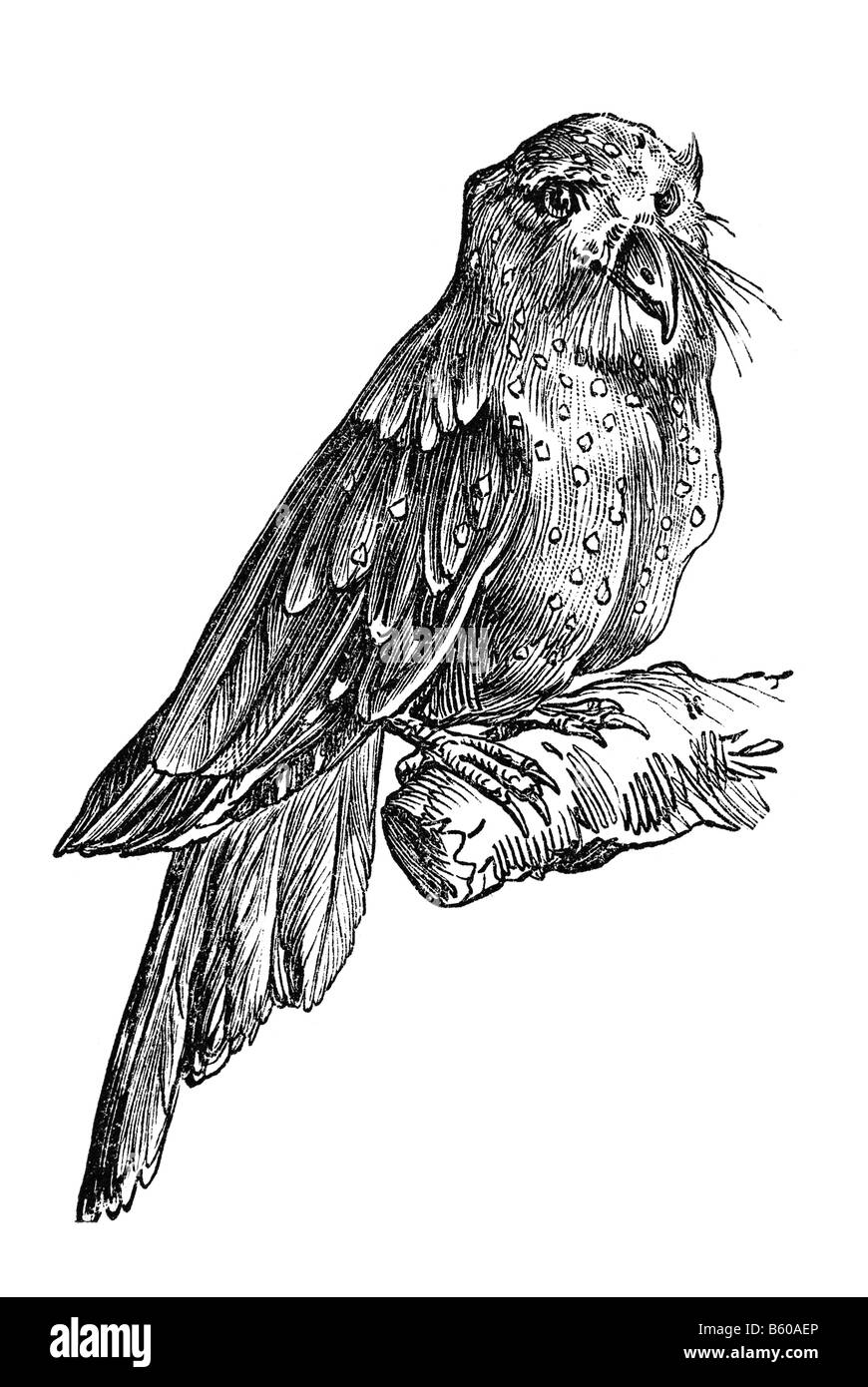 Oilbird (Steatornis caripensis), noto anche come Guácharo Foto Stock