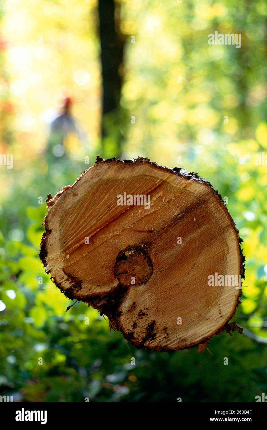 Il tronco di un taglio fresco tree con logger in background; nei pressi di Dubois, Jefferson county, Pennsylvania, STATI UNITI D'AMERICA Foto Stock