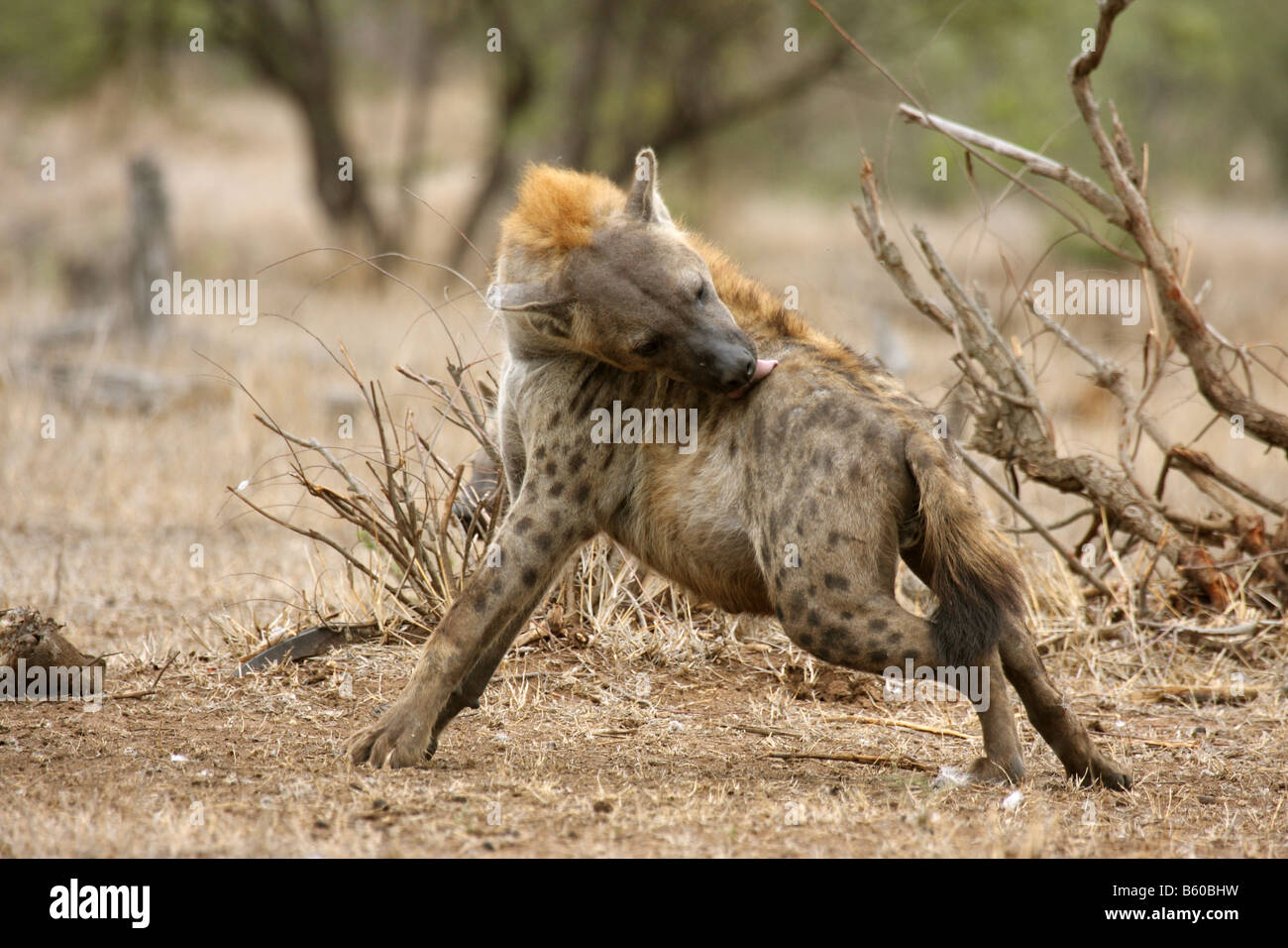 Spotted hyaena crocuta crocuta singolo adulto graffiare mordere Foto Stock