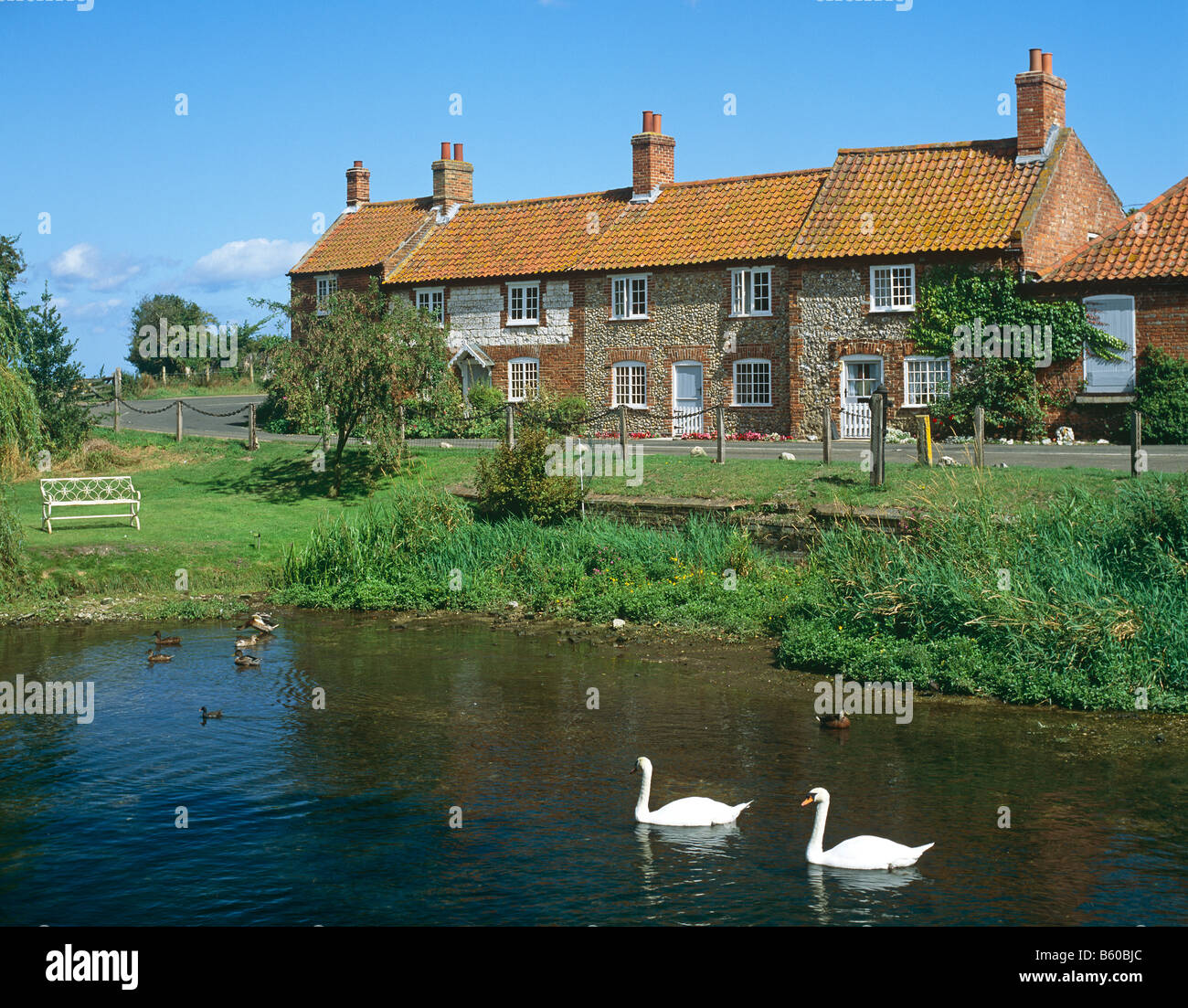 Cigni su stagno In Ockley Surrey UK Europa Foto Stock