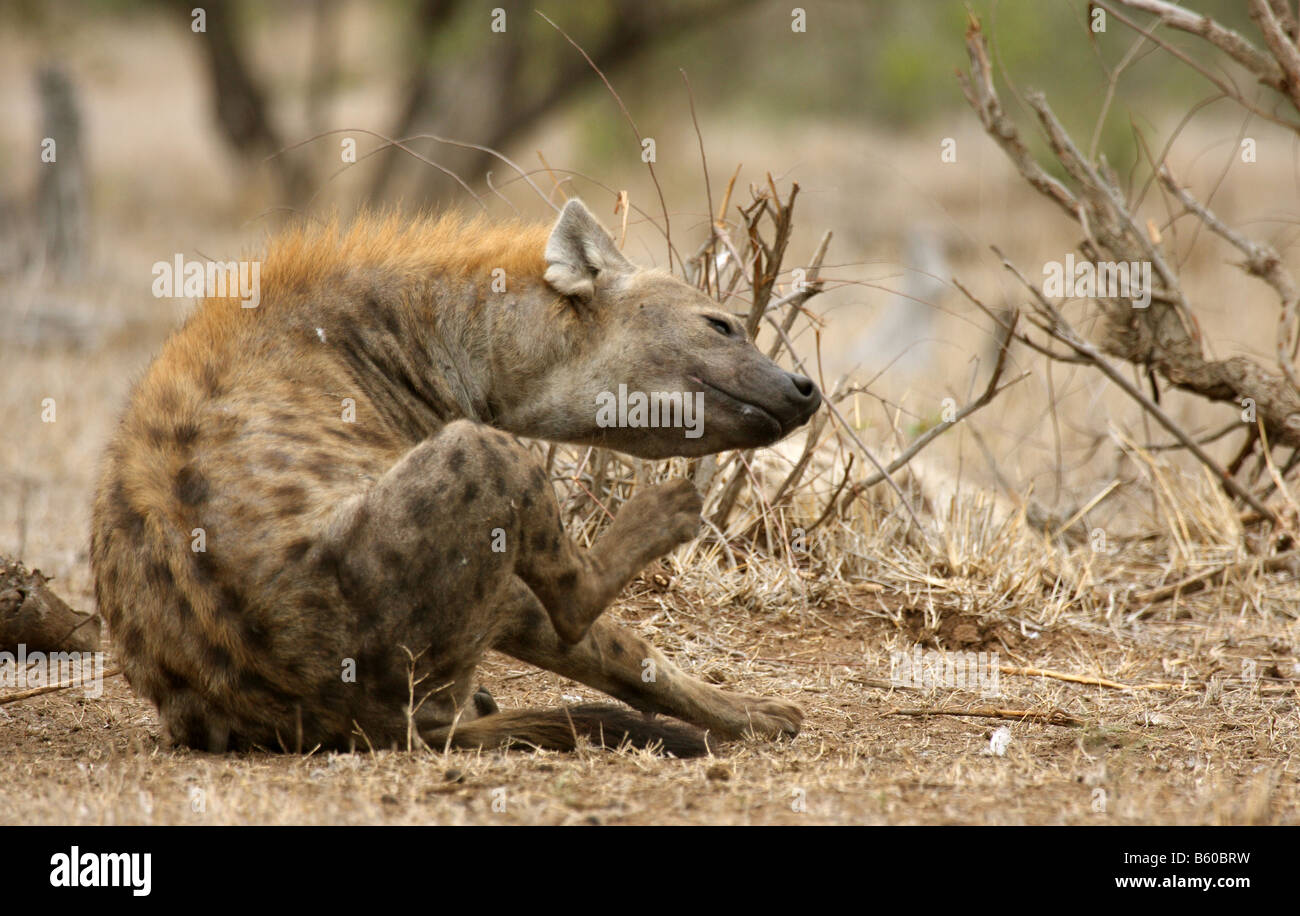 Spotted hyaena crocuta crocuta singolo adulto graffiare Foto Stock