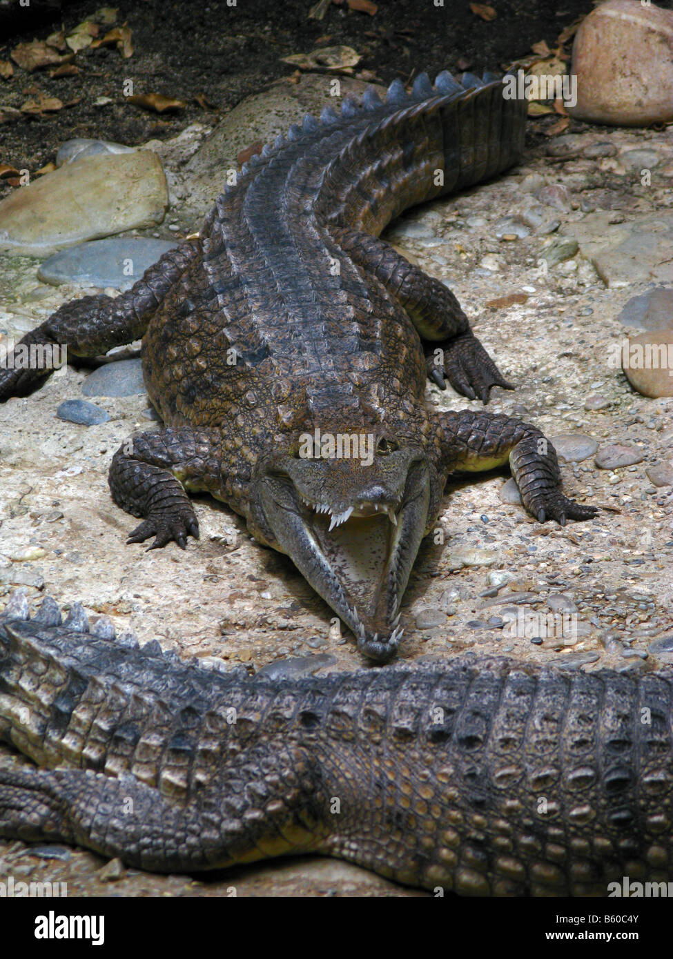 Australian coccodrillo di acqua dolce (Crocodylus johnsoni), chiamato anche Freshie, in un zoo in Europa. Foto Stock