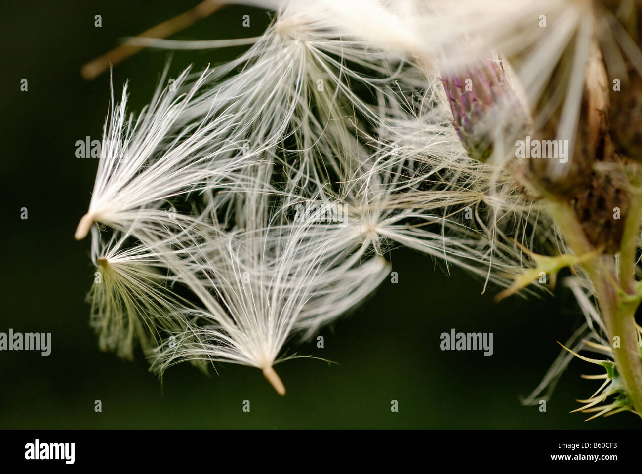 Creeping Thistle andato alle sementi Foto Stock