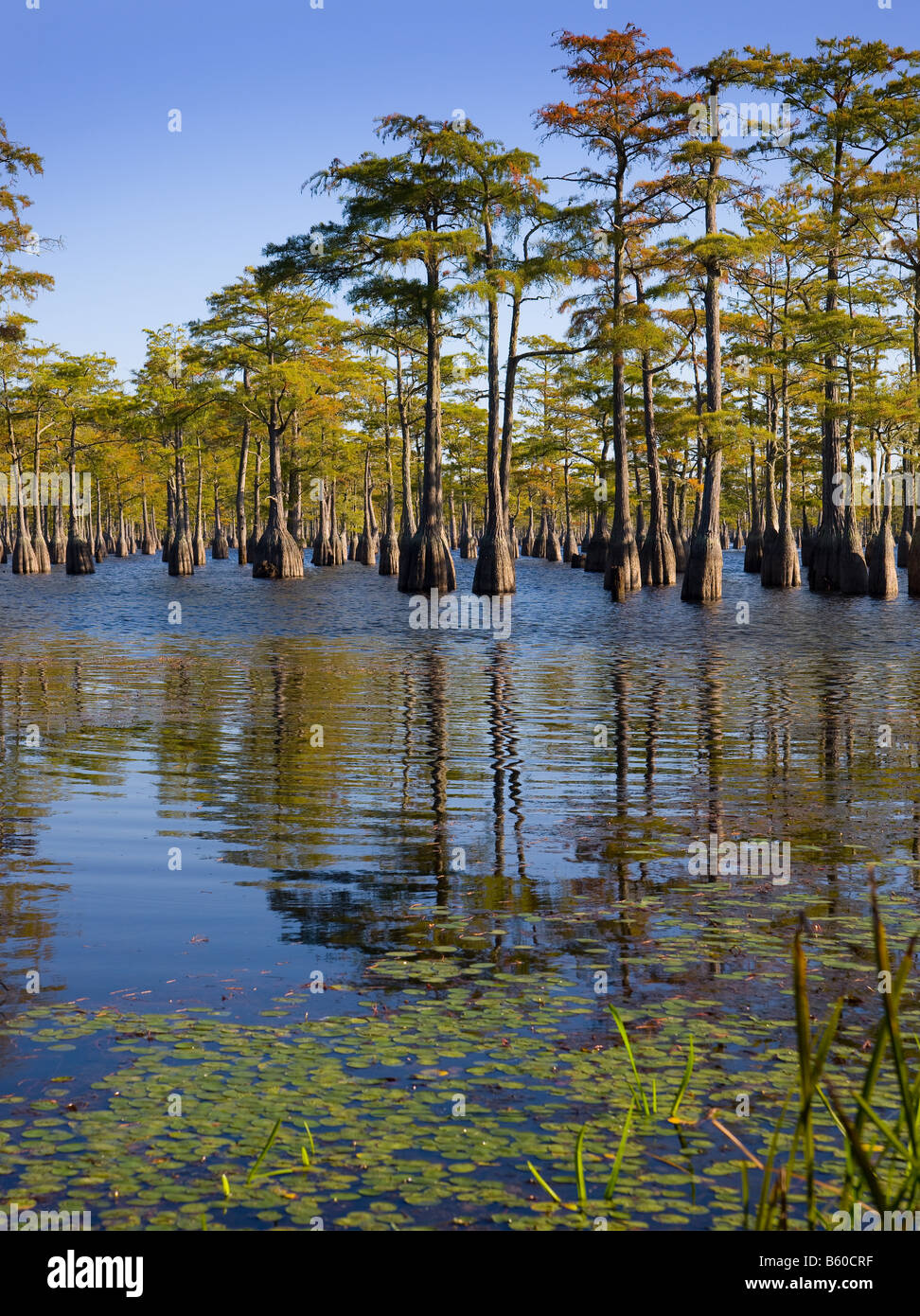 Cipressi in acqua come si vede nel sud della Georgia, Stati Uniti d'America Foto Stock