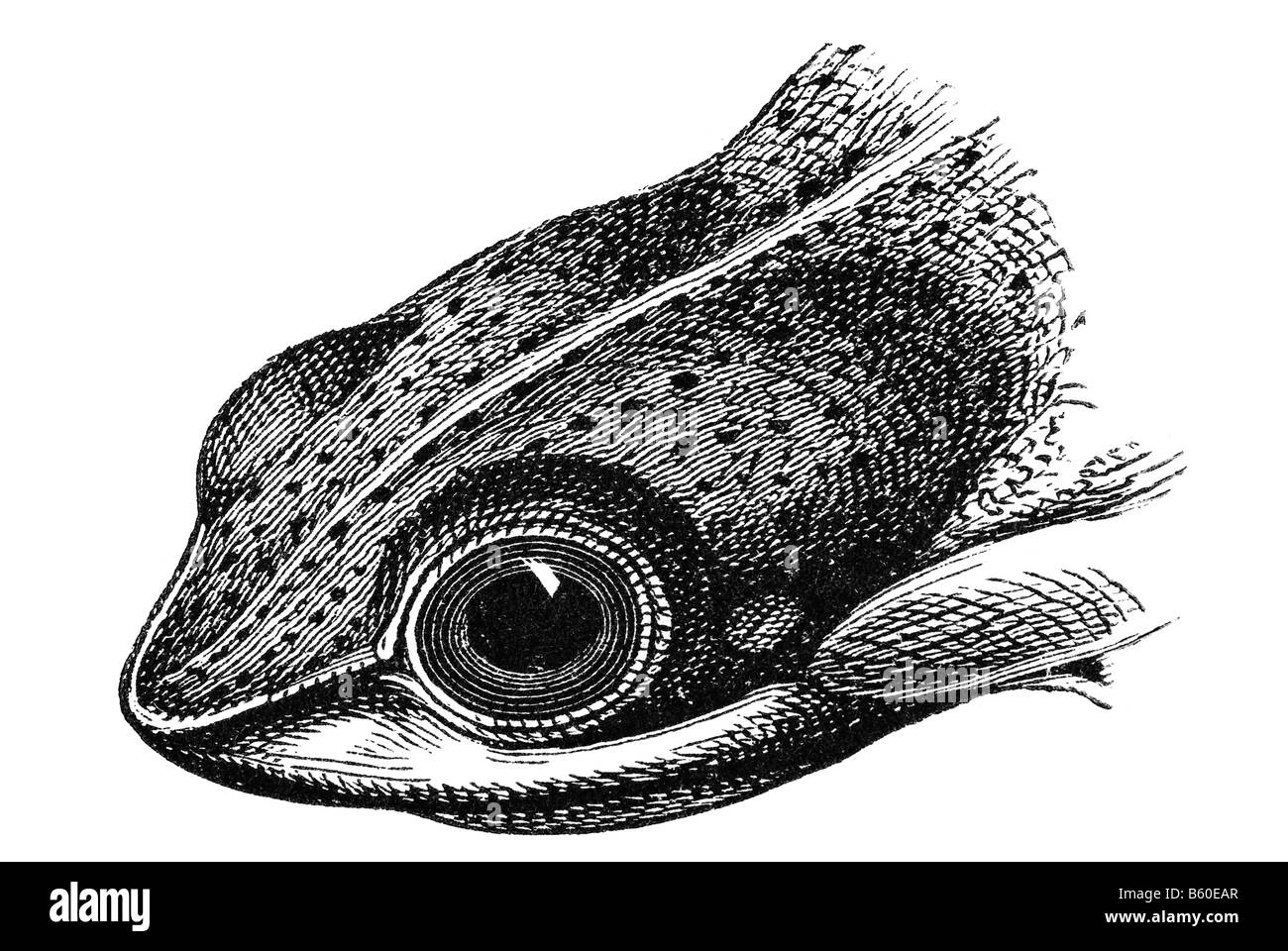 Flying Frog (Rhacophorus reinwardti) testa Foto Stock