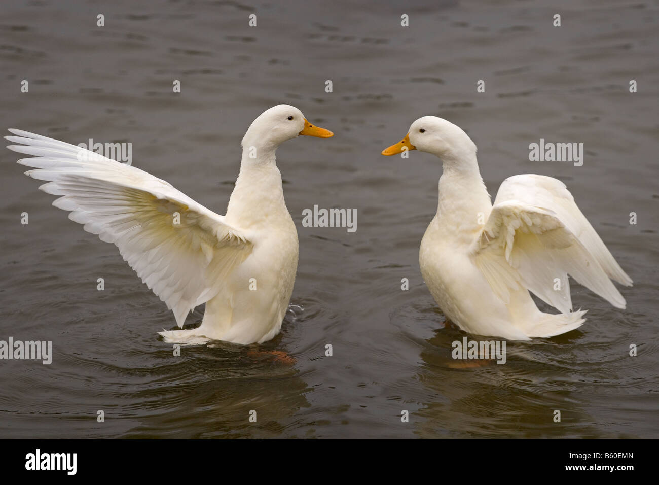 Aylesbury Ducks sulla piccola tenuta del Buckinghamshire Foto Stock