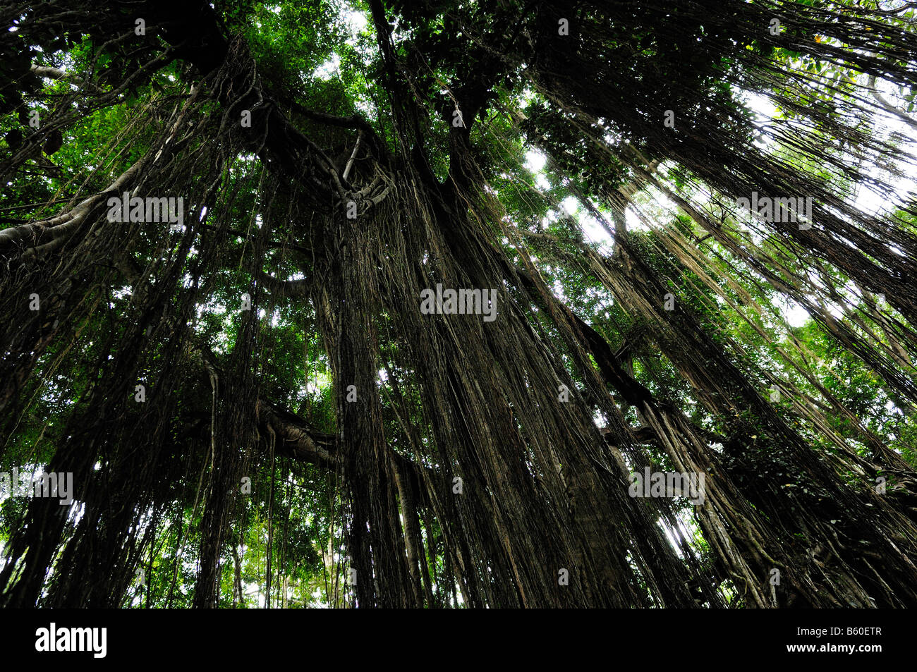 Banyan Tree nella foresta delle scimmie, Ubud, Bali, Indonesia, sud-est asiatico Foto Stock