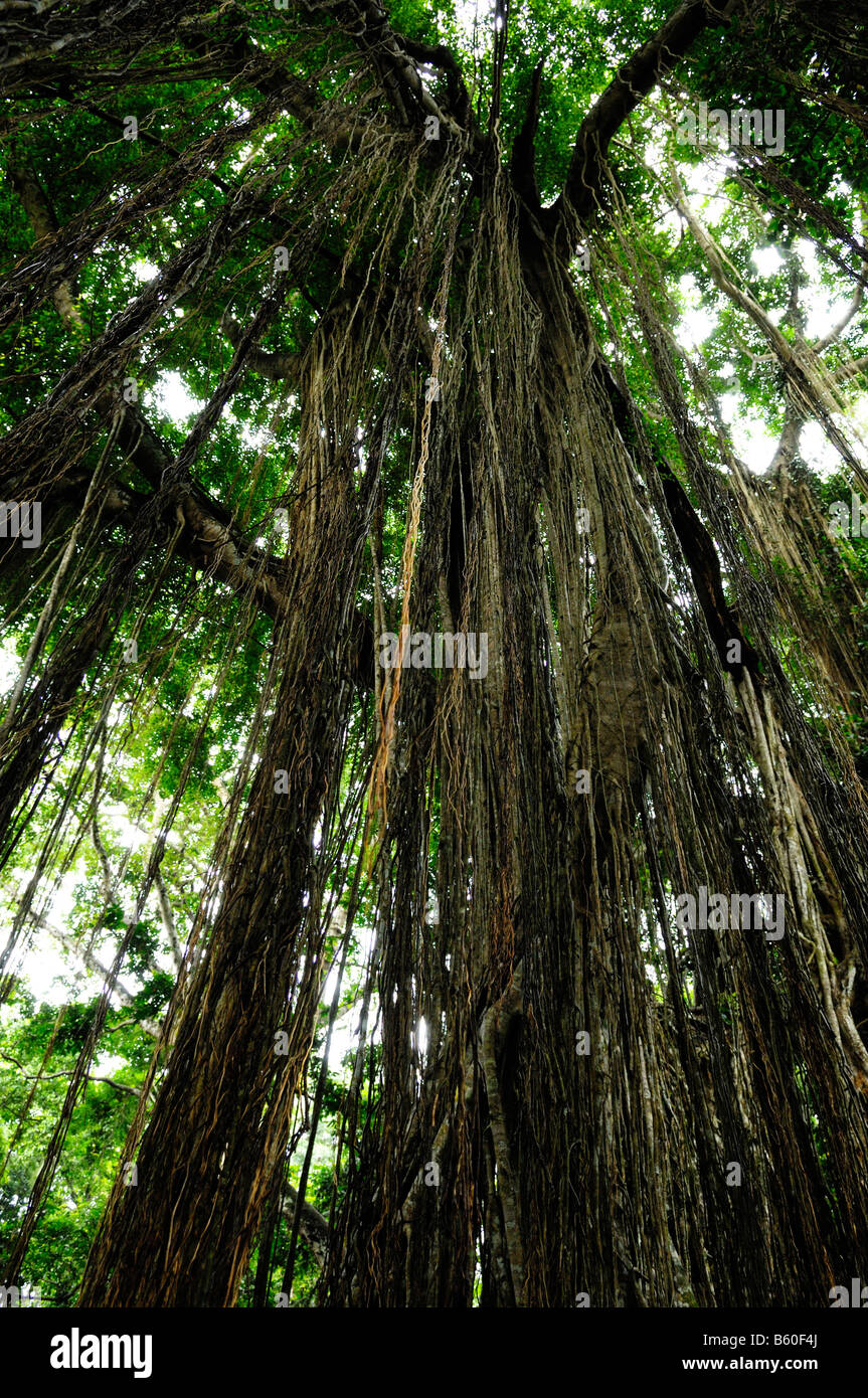 Banyan Tree nella foresta delle scimmie, Ubud, Bali, Indonesia, sud-est asiatico Foto Stock