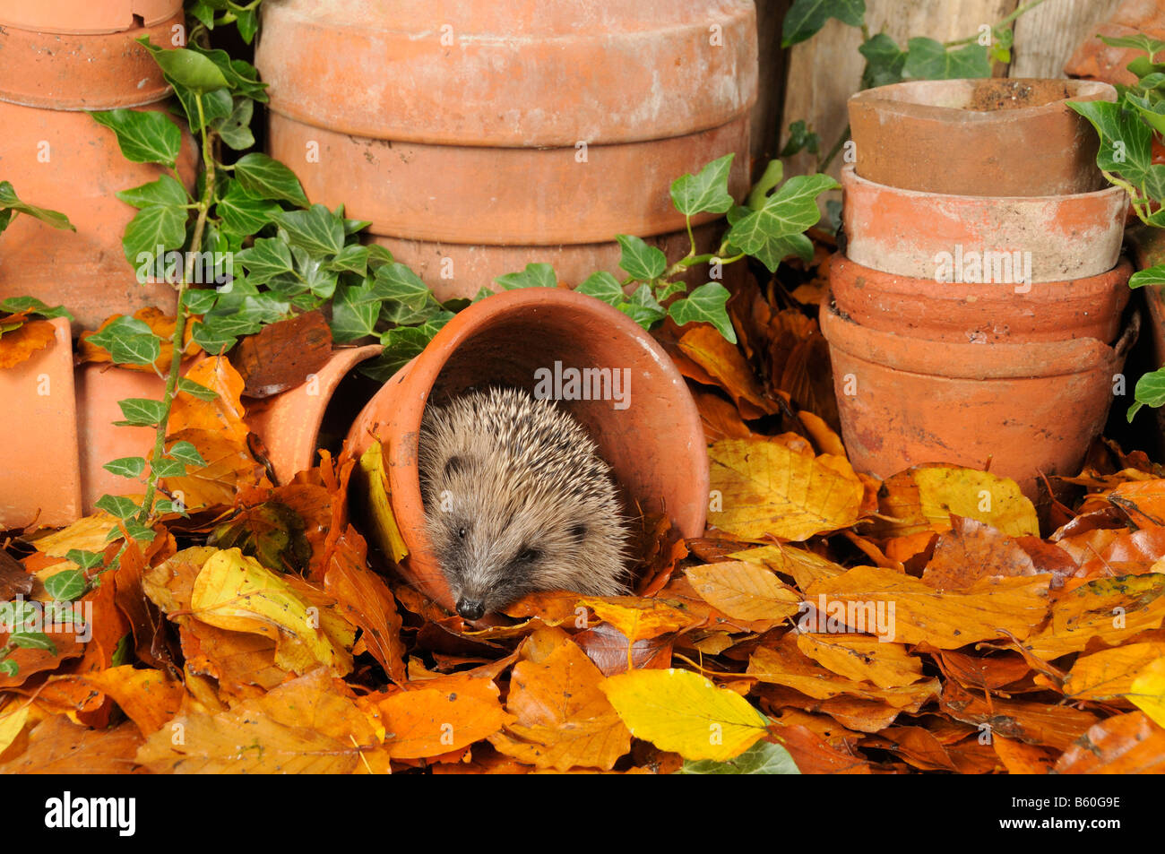Riccio Erinaceus europaeus foraggio per il cibo in giardino urbano tra vasi di terracotta e di foglie di autunno REGNO UNITO Foto Stock