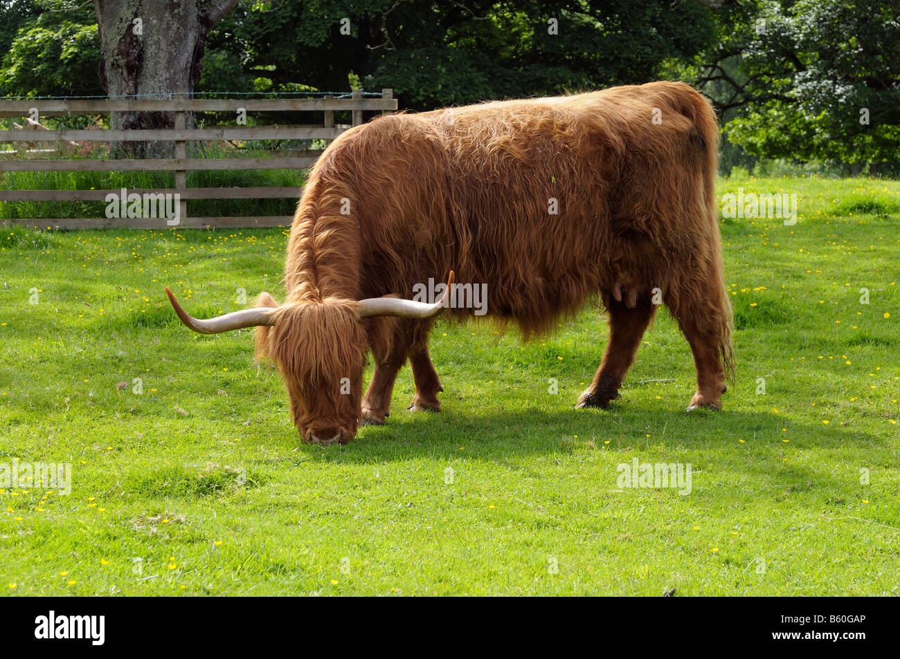 Highland scozzesi il pascolo di bestiame su un pascolo, Scozia, Gran Bretagna, Europa Foto Stock