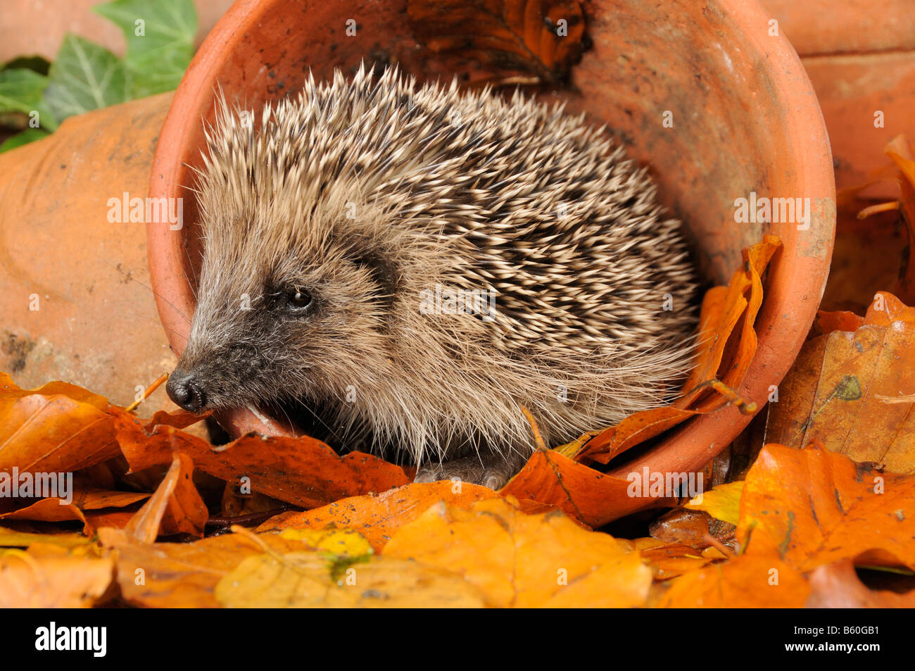 Riccio Erinaceus europaeus foraggio per il cibo in giardino urbano tra vasi di terracotta e di foglie di autunno REGNO UNITO Foto Stock