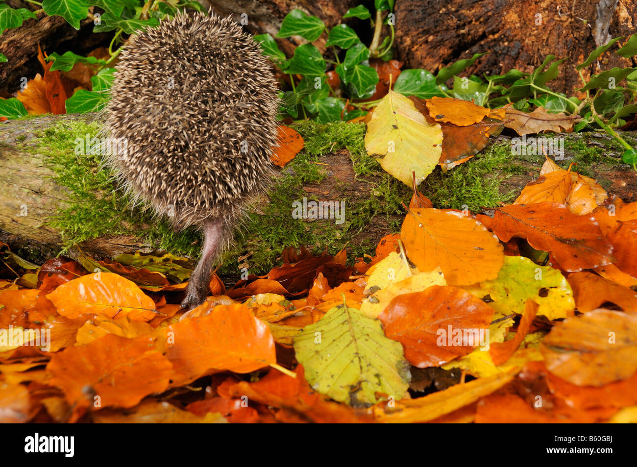 Vista posteriore del riccio Erinaceus europaeus foraggio per il cibo in autunno boschiva, REGNO UNITO Foto Stock