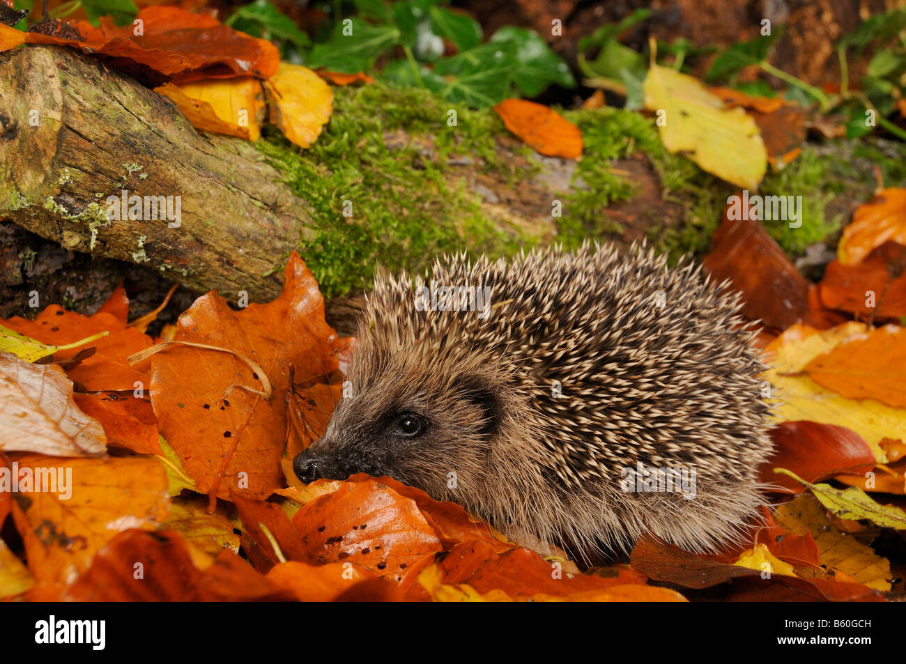 Riccio Erinaceus europaeus foraggio per il cibo in autunno boschiva, REGNO UNITO Foto Stock