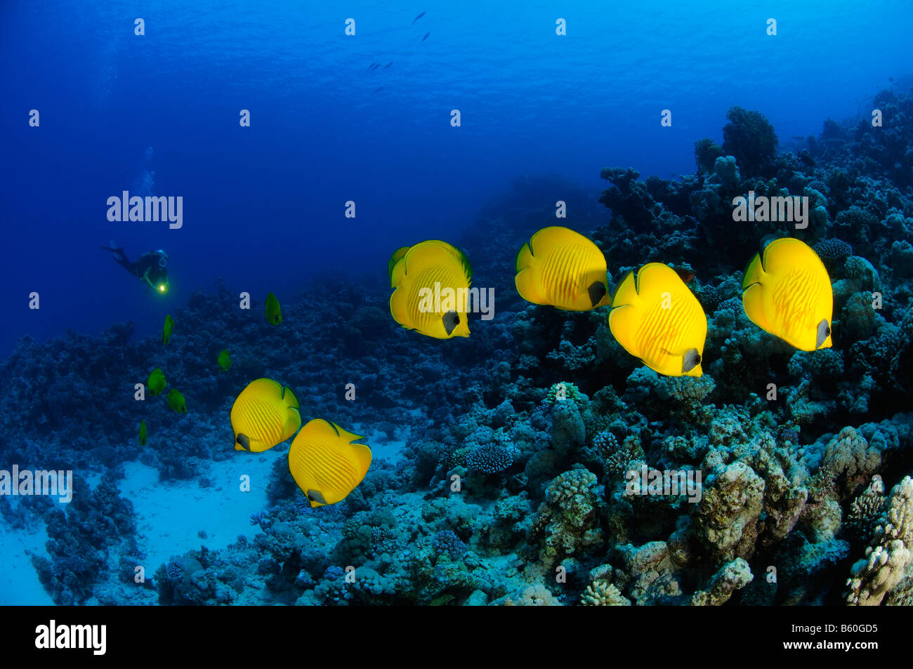 Chaetodon semilarvatus Maseked Butterflyfish e sub in Mar Rosso Foto Stock