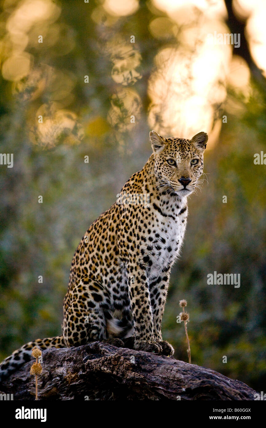 Udienza Leopard (Panthera pardus), Okavango Delta, Botswana, Africa Foto Stock