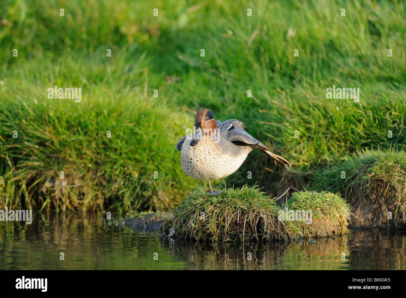 Alzavola Anas crecca ala maschio strecting sulla banca del fiume North Norfolk REGNO UNITO Ottobre Foto Stock