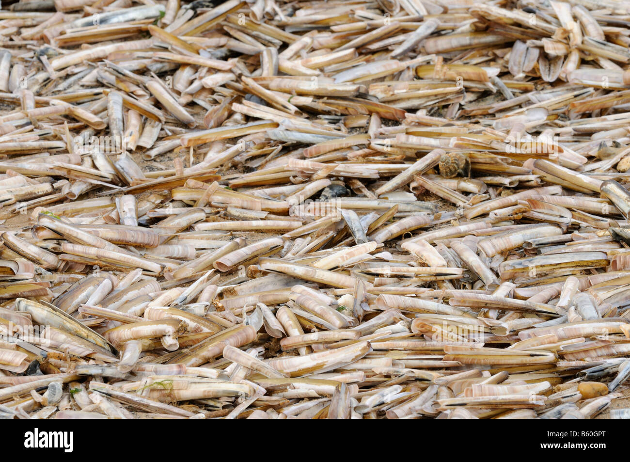 Gusci di rasoio ensis siliqua lavato fino gusci su tideline NORFOLK REGNO UNITO ottobre Foto Stock