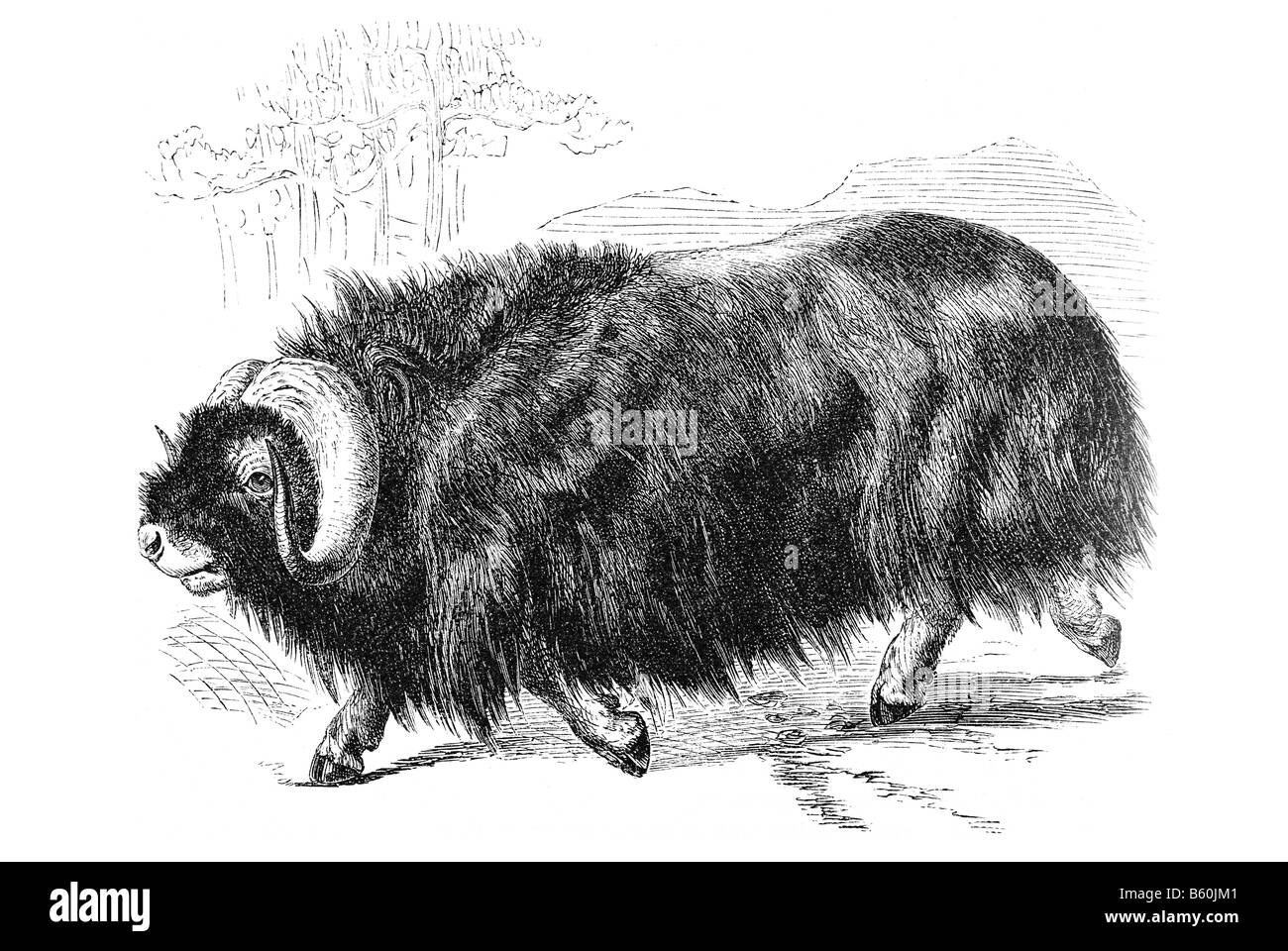 Muskox (Ovibos moschatus) Foto Stock