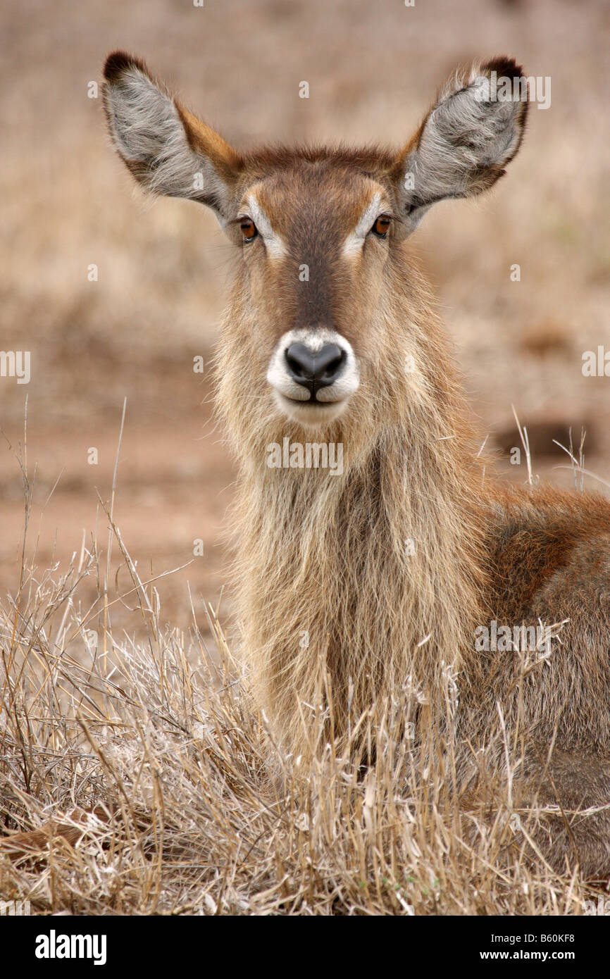 Kudu maggiore tragelaphus strepsicero unica femmina adulta seduto Foto Stock