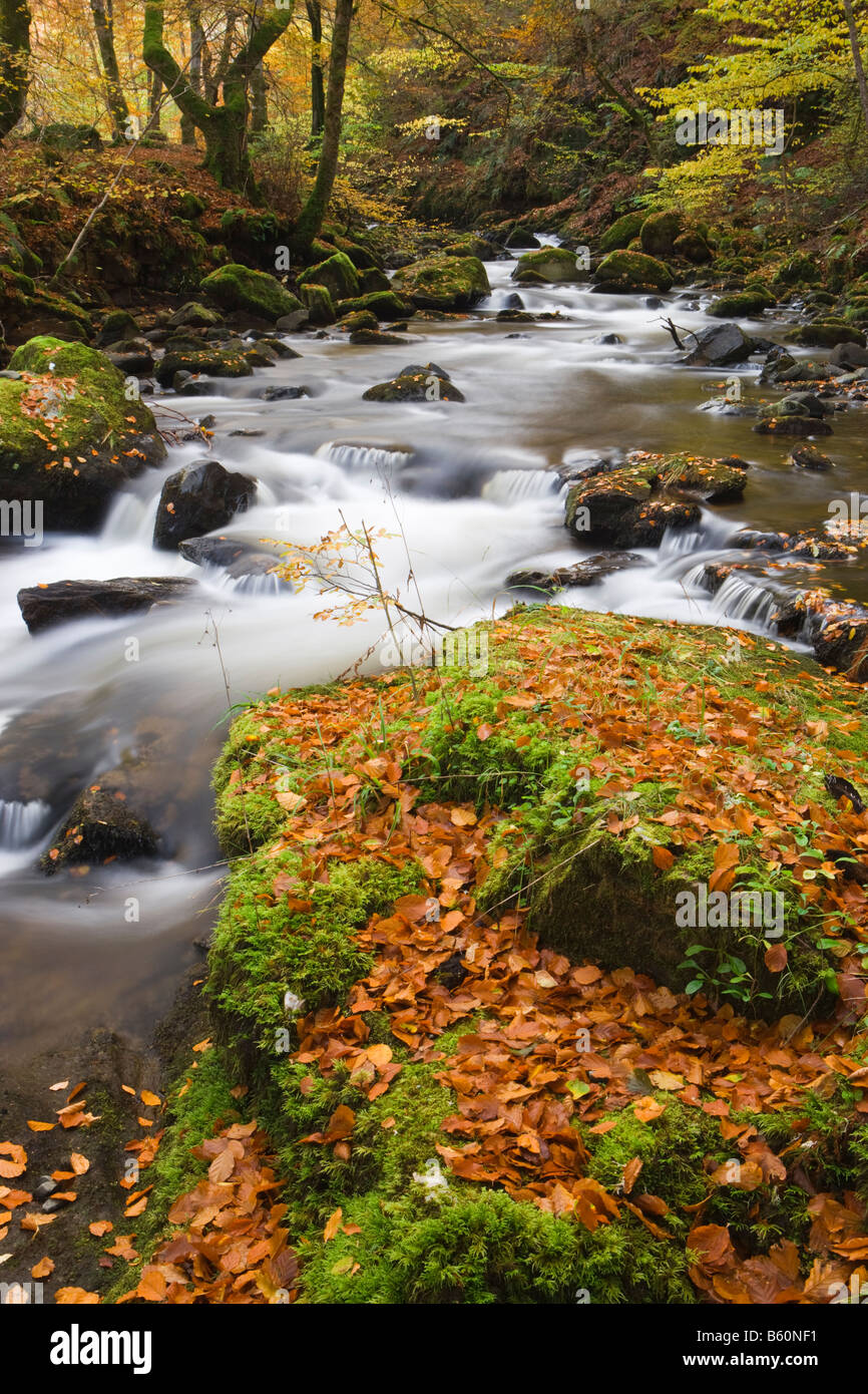 Il flusso attraverso il legno di faggio in autunno. Birks di Aberfeldy, Perth and Kinross, Scotland, Regno Unito Foto Stock