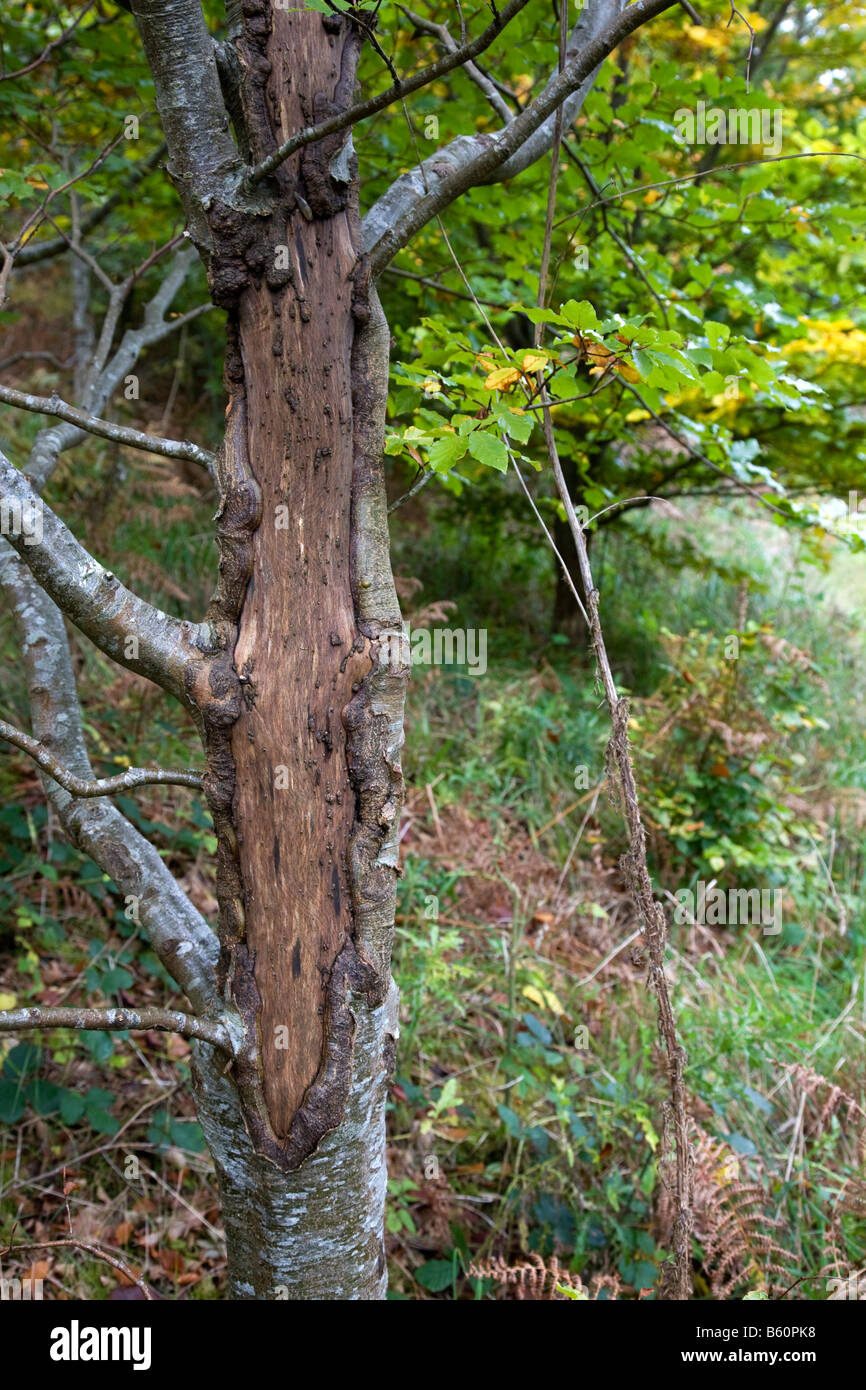 Trennant legno albero danneggiato da cervi Cornovaglia Foto Stock