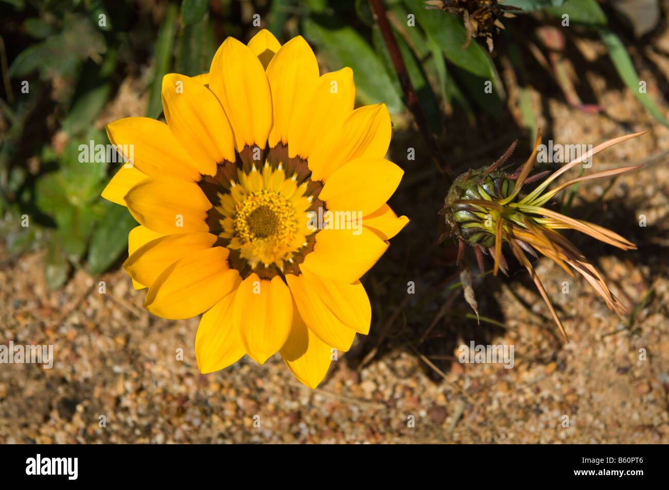 Daisy africana Arctotis sp close up del fiore Wagin Western Australia Settembre Foto Stock