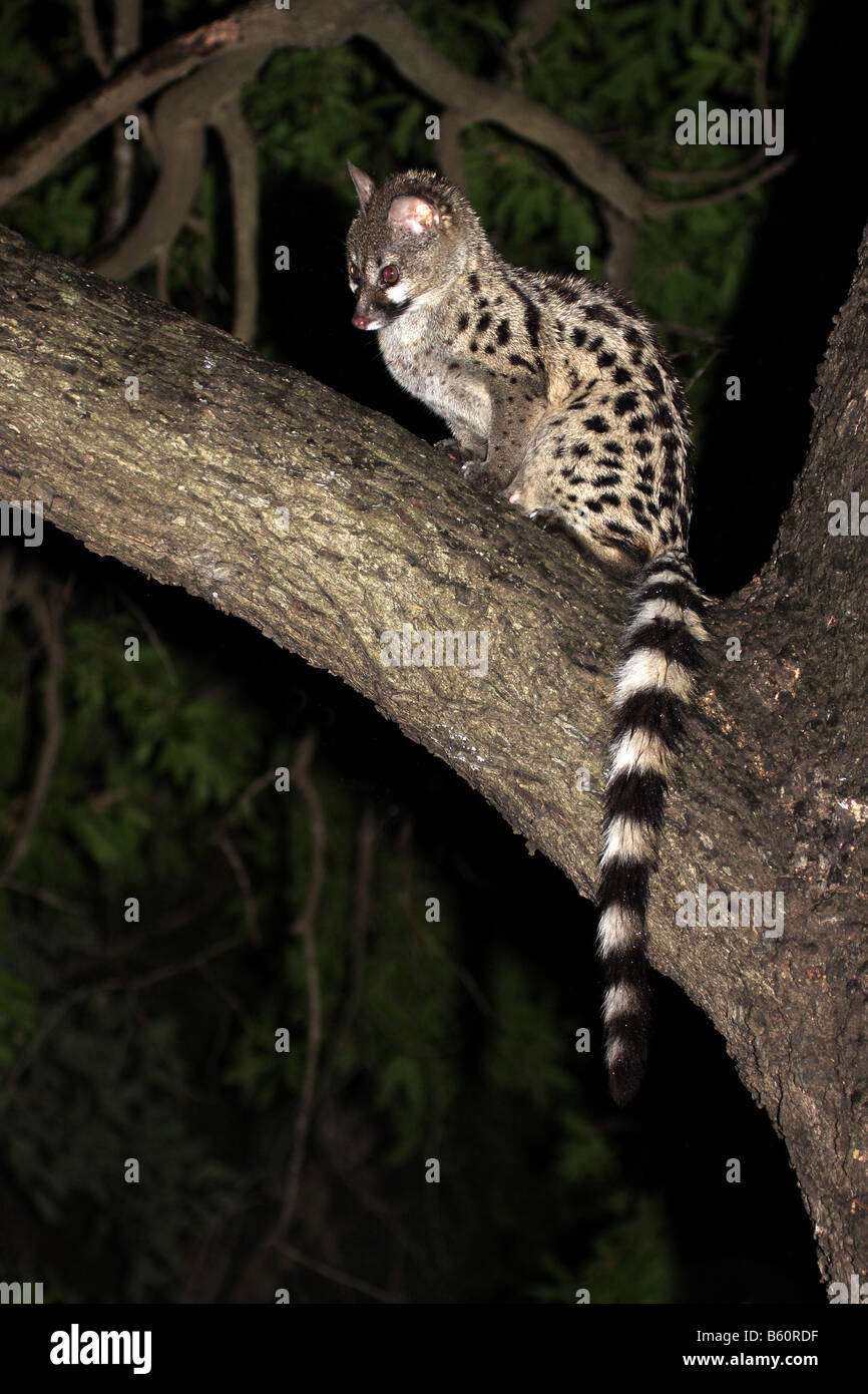 Common genet, genetta genetta, singolo adulto seduto in un albero di notte Foto Stock