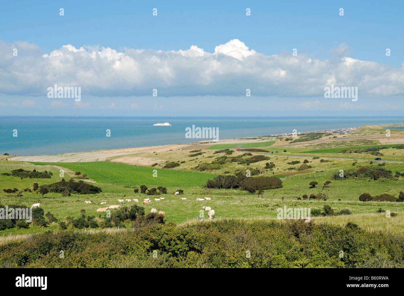 Vacche, pascoli, nave oceano, costa, paesaggio, Cap Blanc Nez, Sangatte, opale, costa Nord Pas de Calais, in Francia, in Europa Foto Stock