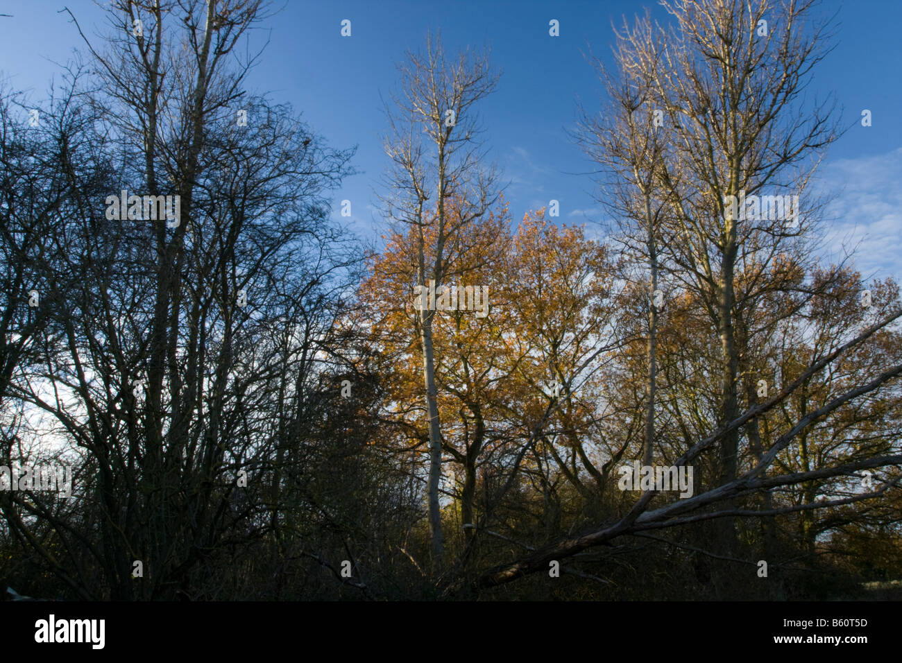 Alberi autunnali con un cielo blu chiaro Foto Stock