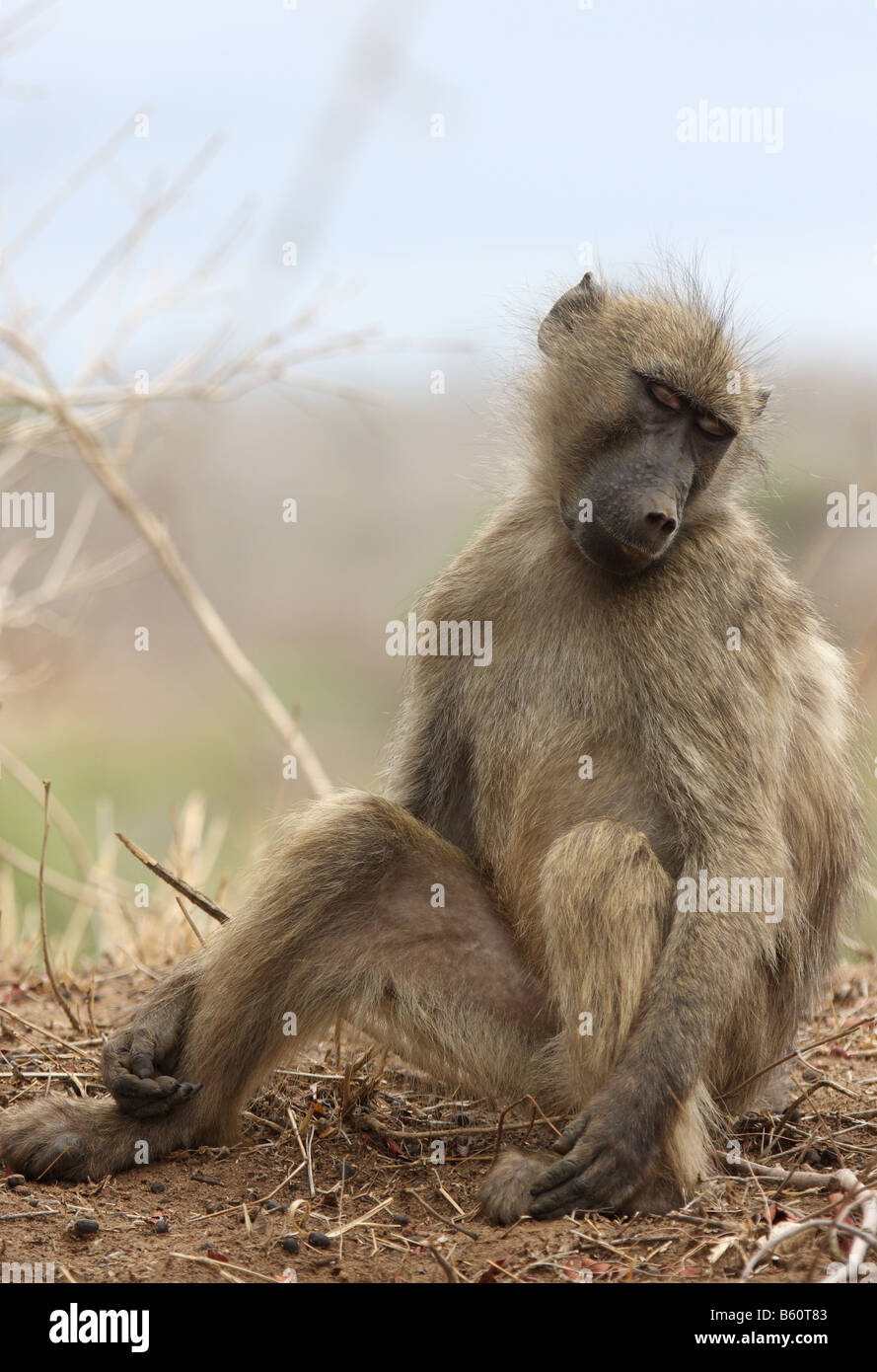 Chacma baboon papio ursinus singolo adulto in appoggio sul terreno Foto Stock