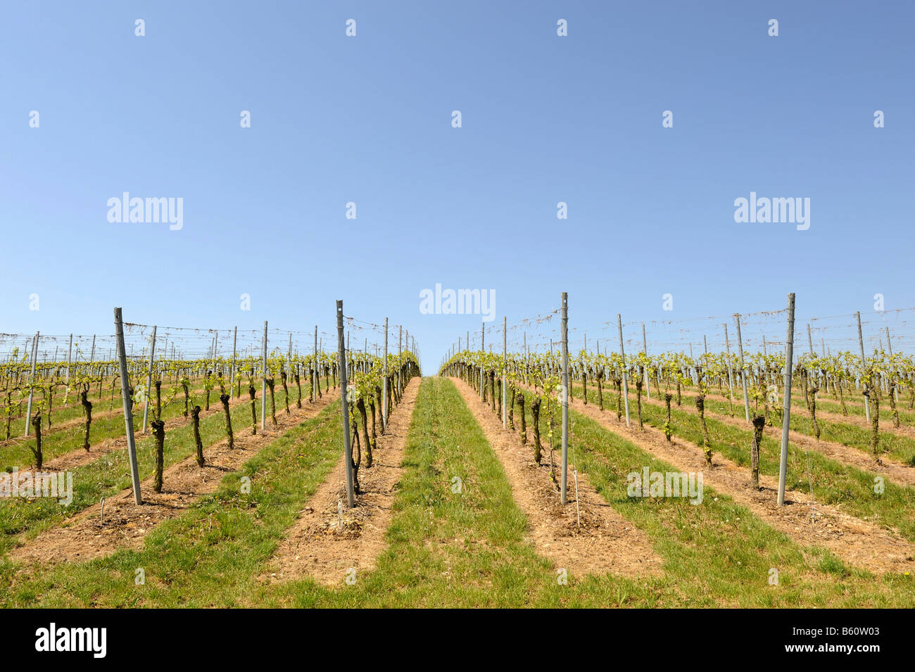 Vigneto in primavera nei pressi di Volkach, bassa Franconia, Bavaria Foto Stock