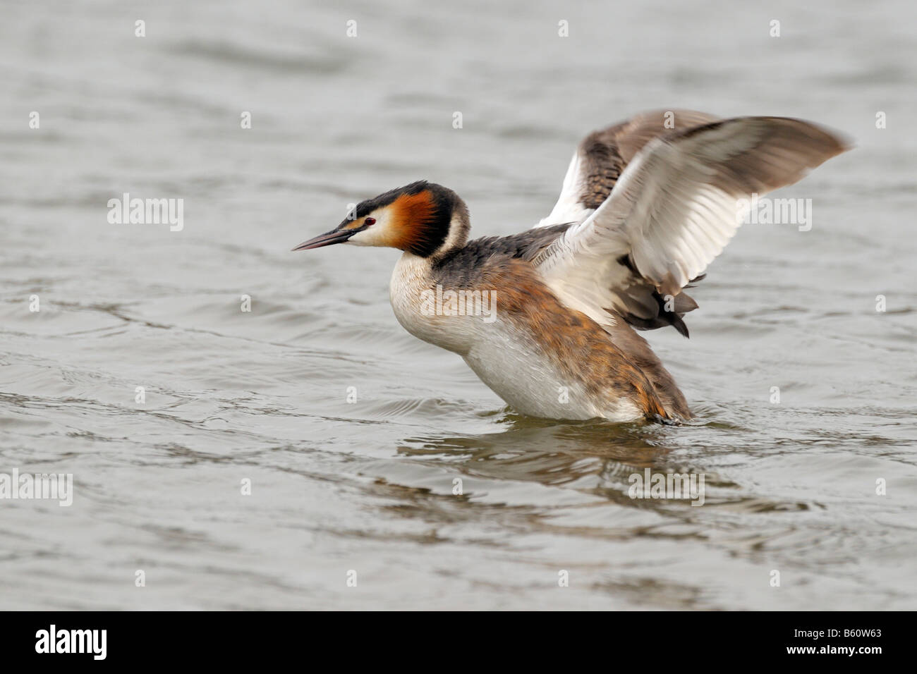 Svasso maggiore (Podiceps cristatus) sbattimenti le sue ali, Danube-Auen, Ulm, Baden-Wuerttemberg Foto Stock