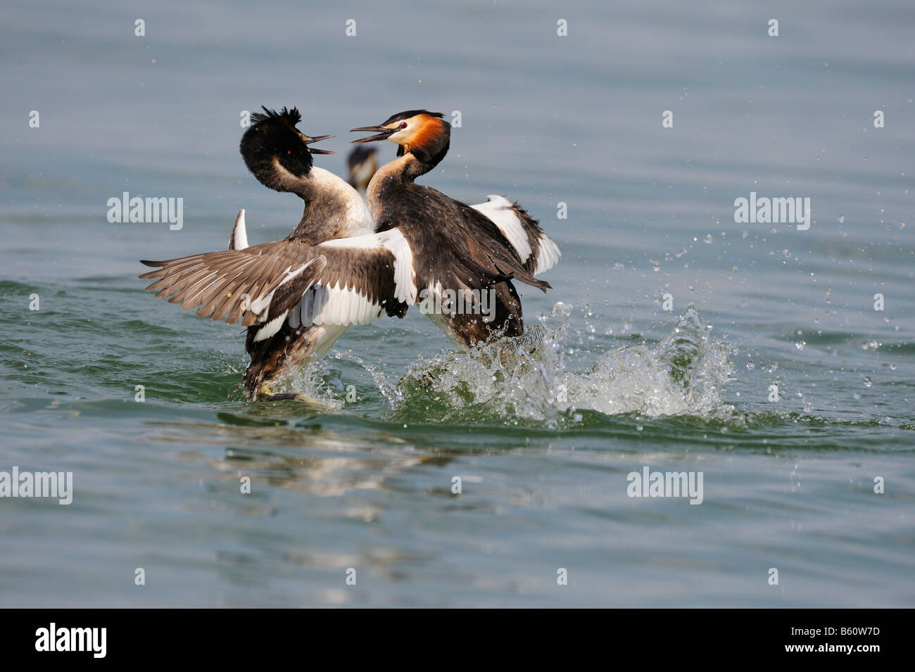 Svasso maggiore (Podiceps cristatus) combattimenti, il lago di Costanza, costanza, Baden-Wuerttemberg Foto Stock