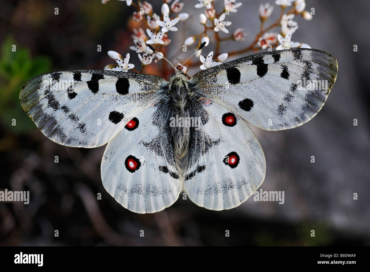 Apollo o Mountain Apollo Butterfly (Parnassius apollo), Svevo, Baden-Wuerttemberg Foto Stock
