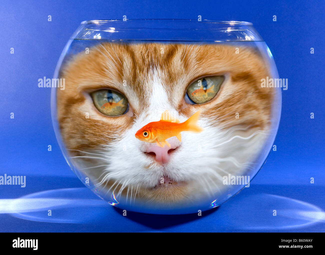 Orologi Cat goldfish nel recipiente. Foto Stock