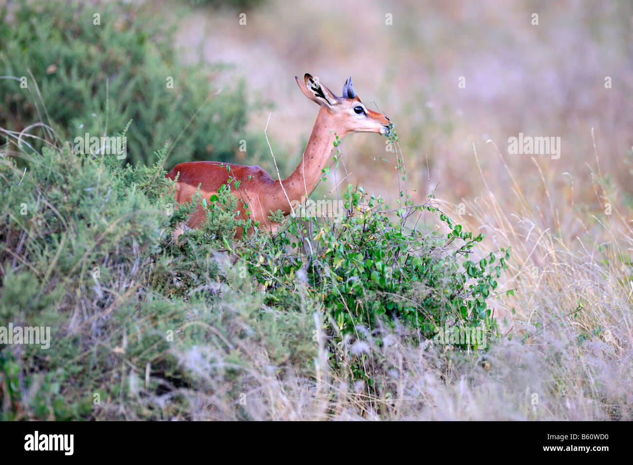 Gerenuks o Waller la gazzella (Litocranius walleri), Samburu riserva nazionale, Kenya, Africa orientale, Africa Foto Stock