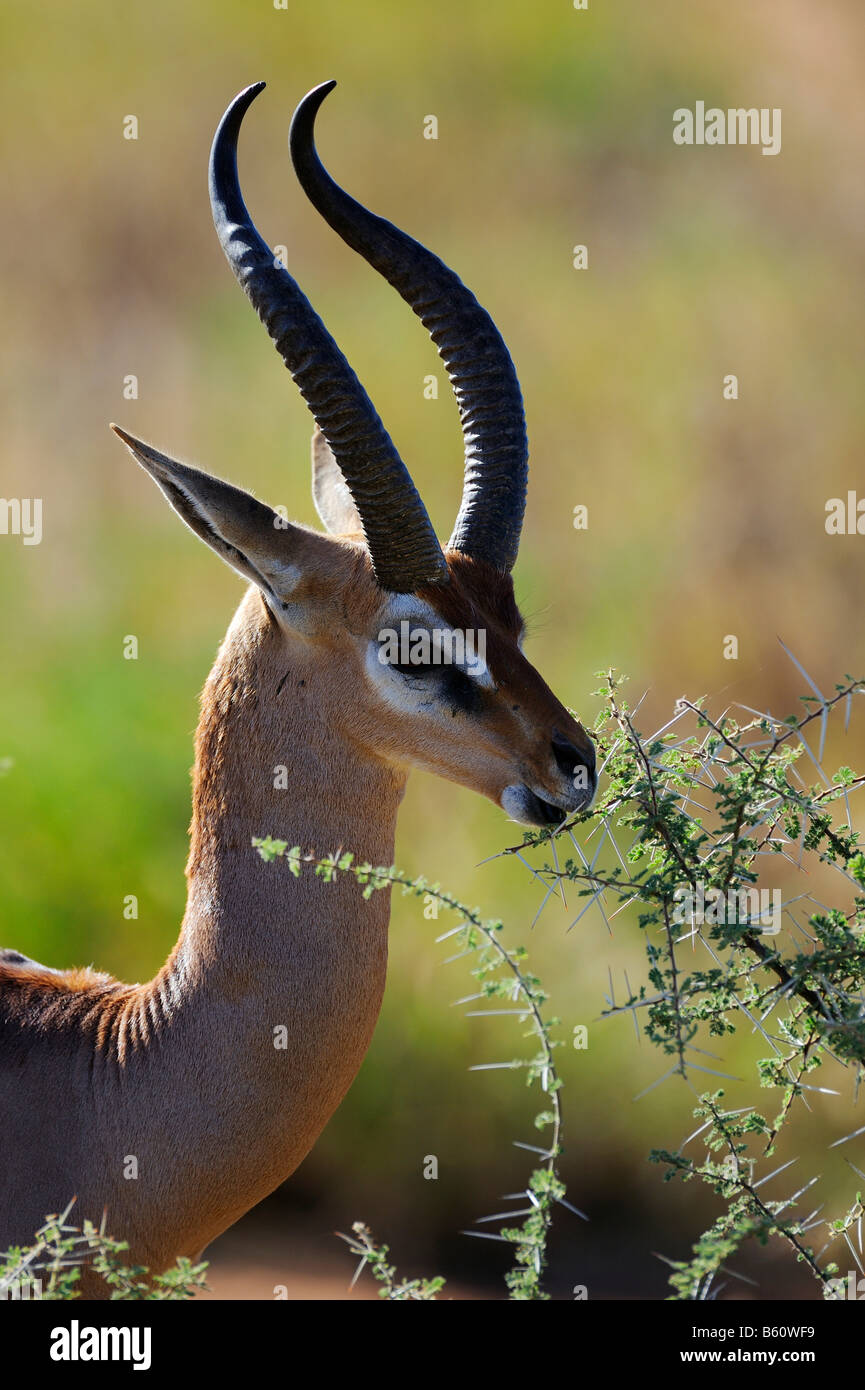 Gerenuks o Waller la gazzella (Litocranius walleri) alimentazione, ritratto con retroilluminazione, Samburu riserva nazionale, Kenya Foto Stock