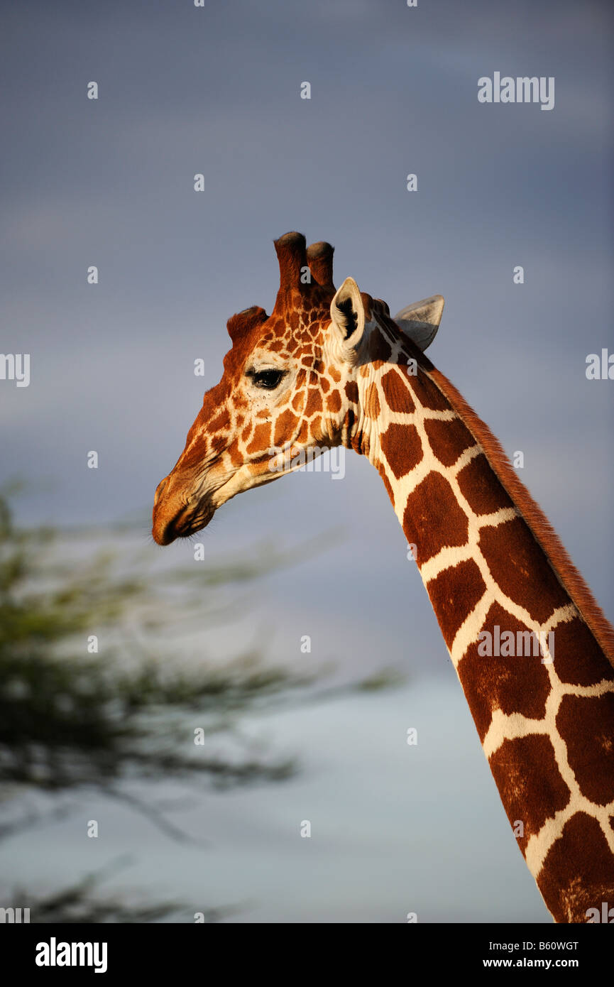 Giraffa somala o reticolato (Giraffa Giraffa camelopardalis reticulata), ritratto, Samburu riserva nazionale, Kenya Foto Stock