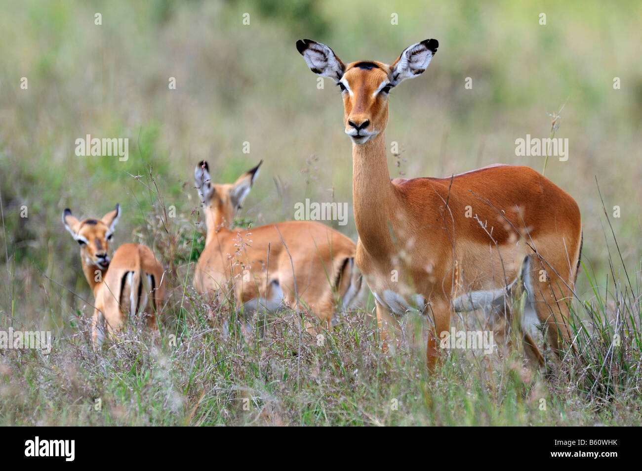 Impala (Aepyceros melampus) doe con vitelli, Samburu riserva nazionale, Kenya, Africa orientale, Africa Foto Stock