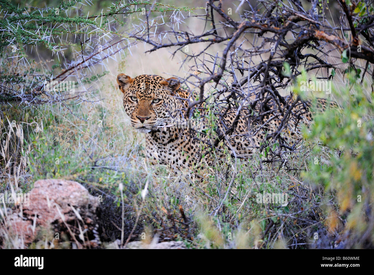 African Leopard (Panthera pardus pardus), Samburu riserva nazionale, Kenya, Africa orientale, Africa Foto Stock