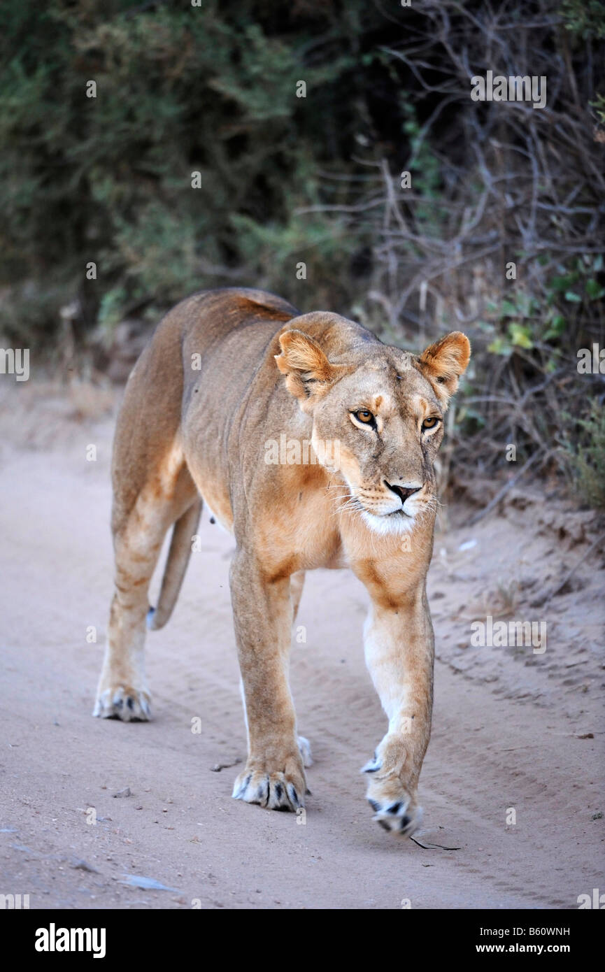 Leonessa (Panthera leo) camminando lungo un percorso nel giorno della prima luce, Samburu riserva nazionale, Kenya, Africa orientale, Africa Foto Stock